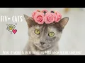 FIV Positive Cats Everything You NEED to Know Before Adopting