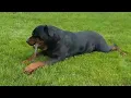 PuppyFinder com Timber