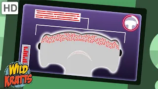 Hammerhead Sharks Have Electrical Senses Wild Kratts