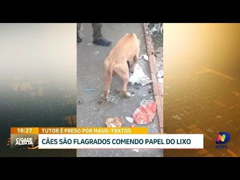 Cães abandonados: flagrante chocante de maus-tratos leva à prisão de tutor