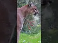 Download Lagu Puma's scary sound #animals #wildlife #nature #cats