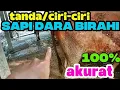 TANDA CIRI-CIRI SAPI DARA BIRAHI 100 AKURAT