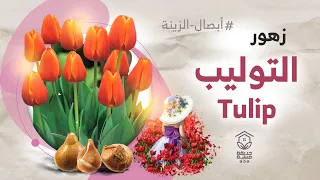 زهرة التوليب                تعرف عليها وعلى طرق اكثارها ورعايتها   دندنها