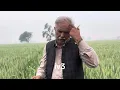 iv3 wheat variety high potional and rust free variety introduce wheat rearch institute skd