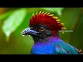 Nature Sounds & Relaxing Music 🌿 | Birds Singing in the Forest for Calm, Focus & Deep Peace