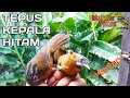 Download Lagu 🔴PIKAT BURUNG TEPUS KEPALA HITAM