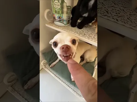 Niki is the most celebrity chihuahua in the world 🤣🤣