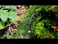 Download Lagu cinematic aesthetic || backsound  indah instrumen tradisional dayak Kalimantan || sound no copyright