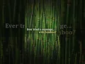 India s 1st Bamboo Spa Experience Deep Tissue Massage Like Never Before