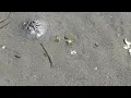Crescent Beach - Extreme low tide
