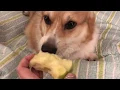 Moony politely eating an apple
