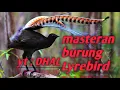 Download Lagu masteran burung lyrebird