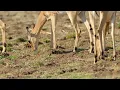 Download Lagu Leopard Hunts Down Antelope