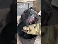 The Drama and Instant Gratification of Raku