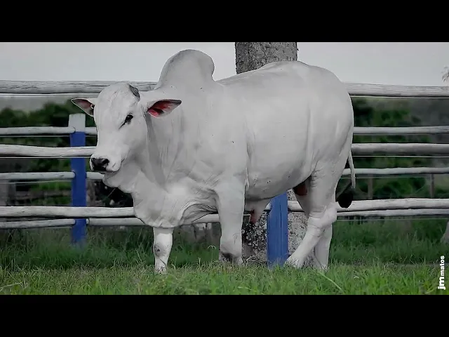 Touro Nelore SGN - 2598