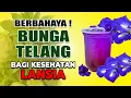 Download Lagu WAJIB NONTON ! Ini BAHAYA Bunga TELANG untuk Lansia !