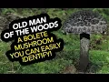 Old Man Of The Woods An Edible Bolete Mushroom You Can Easily Identify