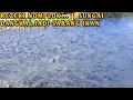 Download Lagu REZEKI NOMPLOK...‼️ JUTAAN IKAN BERKUMPUL DI SUNGAI DANGKAL