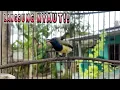 Download Lagu CUIT CRECET CRECET SOGON MEMANGGIL LAWAN‼️Ampuh mendongkrak Emosi Semua Sogon !!