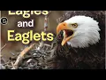 Eagles and Eaglets