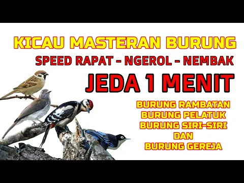 Download MP3 Kicau Masteran Burung Jeda 1 Menit , Speed Rapat, Ngerol Nembak
