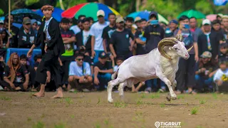 recap of the garut shepherd contest 2023 plp andes cimalaka sawala exhibition