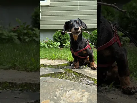 Enjoy this video of Crusoe just enjoying his stick☺️