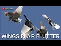 Download Lagu WINGS FLAP FLUTTER suara kepakan sayap