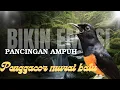 Lagu murai batu gacor AMPUH BUAT PANCINGAN MURAI BATU IKUT BUNYI III 100%  nembak nembak