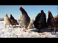 It is now easier for Utahns to re-coup costs of backyard chickens