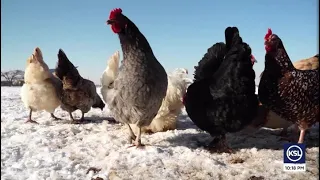 It is now easier for Utahns to re-coup costs of backyard chickens