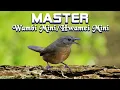 Download Lagu MASTER TEMBAKAN WAMBI MINI / Hwamei Mini + Jeda terapi air.