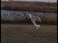 New E-flite Timber X 1 2m BNF with AS3X and SAFE Select