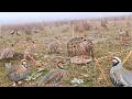 Lagu Incredible Bird Trap Technique – Unbelievable Catching Method! #The_Bird_Kingdom