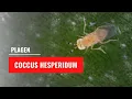 Platte dopluis - Coccus hesperidum | Plagen