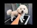 SandyPawsDogSpa is live grooming Benny the Maltese