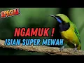 Download Lagu MASTERAN CUCAK CUNGKOK TEMBAKAN BRUTAL SUPER KASAR - PALING TOP