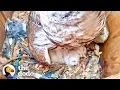 Watch These Baby Owls Hatch and Learn to Fly The Dodo
