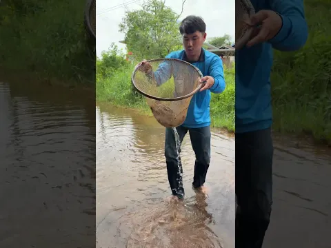 ปลาดุกบืนข้างทางมีแต่ตัวใหญ่ใหญ่เลยพี่น้อง #funny