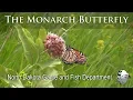 Monarch Life Cycle
