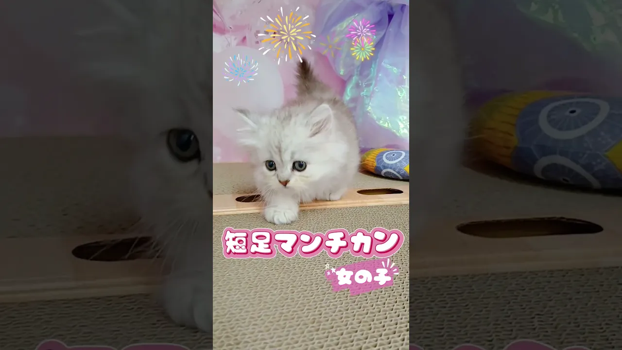 動画