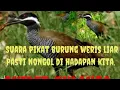 Download Lagu suara pikat burung weris liar