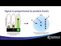 What is an Antibody Array
