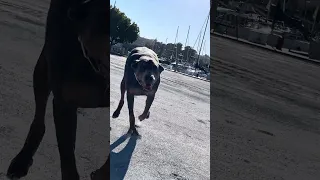 Coming in hot 🤣🐾#fyp #dream #vlog #doberman #pets