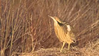 American Bittern Calling In Magic Hour 