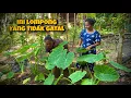 Download Lagu JENIS LOMPONG YANG TIDAK GATAL || BISA DI MASAK DENGAN DAUNYA