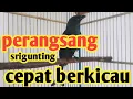 Download Lagu perangsang burung srigunting agar rajin berkicau