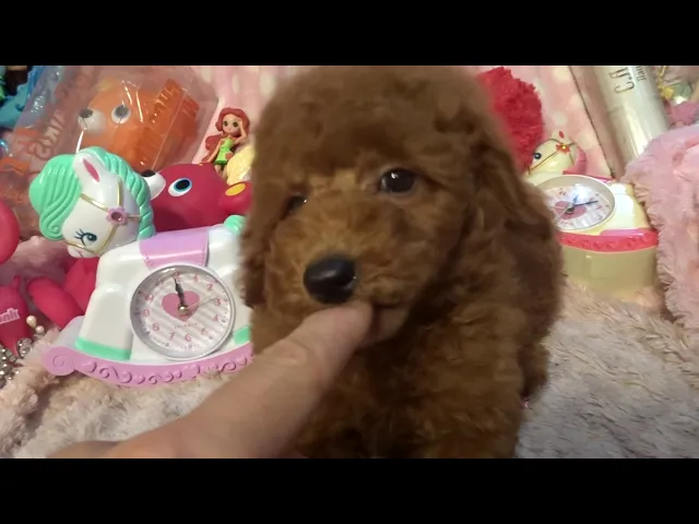 動画