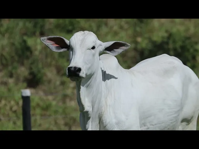 Novilha Nelore AGPM - 581