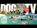 Dog Daycare TV Entertainment for Dogs s For Dogs to Watch to Prevent Boredom Anti Anxiety